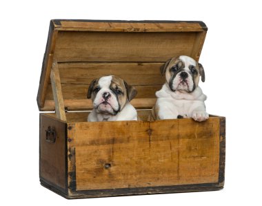 English bulldog puppies in a wooden chest in front of white back