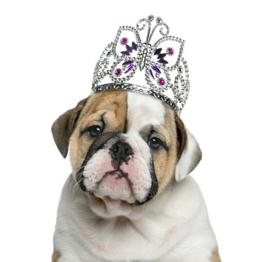 Beyaz backgro önünde bir diadem giyen İngilizce bulldog köpek yavrusu