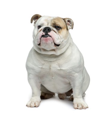 Beyaz arkaplan önünde İngiliz Bulldog 'u