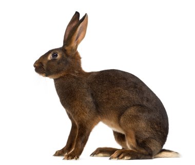 Belgian Hare in front of a white background clipart