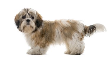 Shih Tzu beyaz bir arkaplan önünde