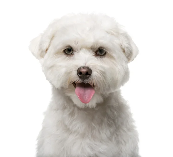 Maltese (16 months old) in front of a white background — Stock fotografie