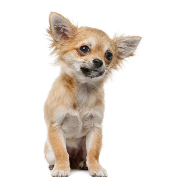 Chihuahua filhote de cachorro (4 meses de idade) na frente de um fundo branco — Fotografia de Stock