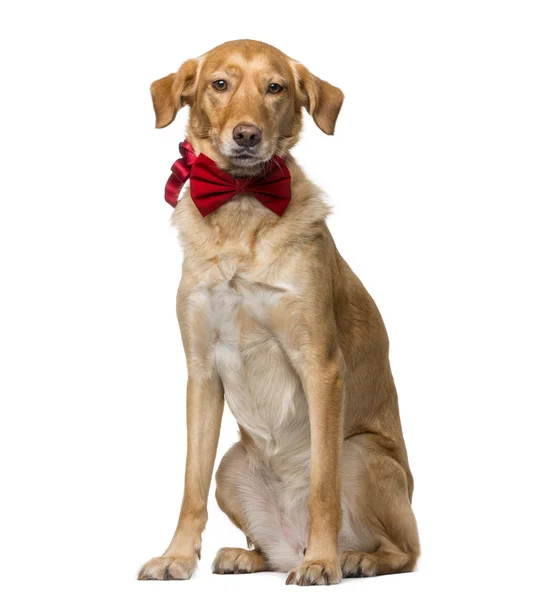 Crossbreed (8 years old) in front of a white background — Stok fotoğraf