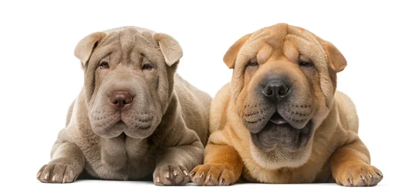 Two Shar Pei puppies (5 months old) in front of a white backgrou — Stok fotoğraf
