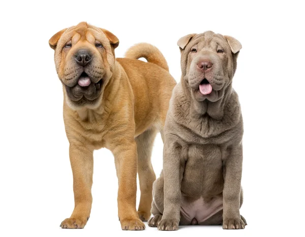 Two Shar Pei puppies (5 months old) in front of a white backgrou — Stok fotoğraf