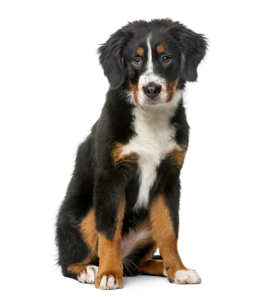 Bernese Mountain Dog puppy (5 months old) in front of a white ba — 图库照片