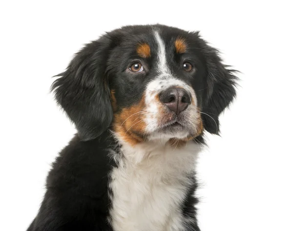 Chiot de montagne bernois (5 mois) devant une ba blanche — Photo