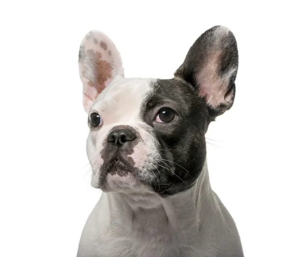 French Bulldog (9 months old) in front of a white background — Stock Photo, Image