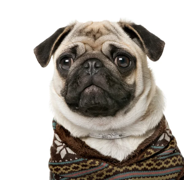 Pug (7 months old) in front of a white background — Stok fotoğraf