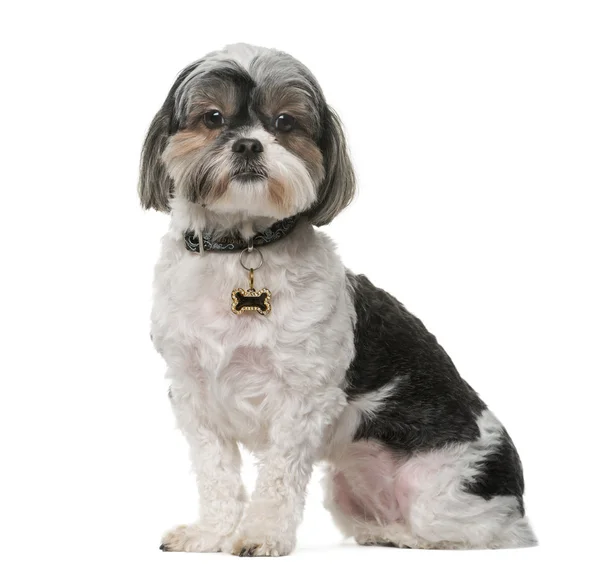 Shih Tzu (3 years old) in front of a white background — Stock Photo, Image