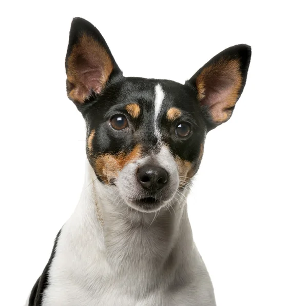 Jack Russell Terrier (7 years old) in front of a white backgroun — Stock Photo, Image