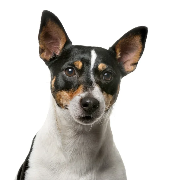 Jack Russell Terrier (7 ans) devant un backgroun blanc — Photo