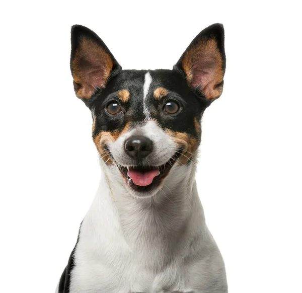 Jack Russell Terrier (7 years old) in front of a white backgroun — Zdjęcie stockowe