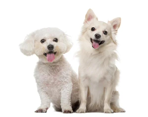 Maltês e Chihuahua na frente de um fundo branco — Fotografia de Stock