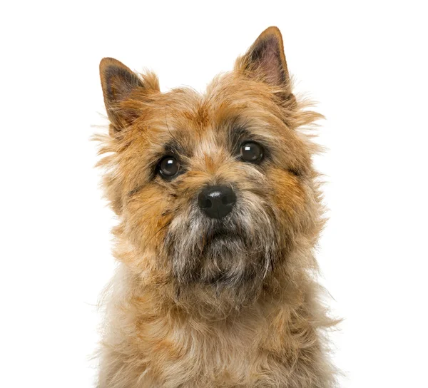Close-up of a Cairn Terrier (5 years old) in front of a white ba — Stock fotografie