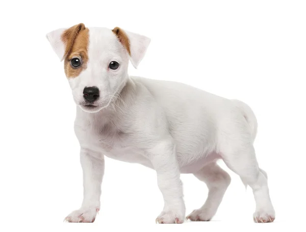 Jack Russell Terrier filhote de cachorro (2 meses de idade) na frente de um ba branco — Fotografia de Stock