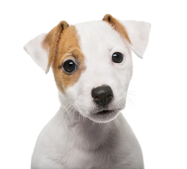 Jack Russell Terrier puppy (2 months old) in front of a white ba — Stock Photo, Image