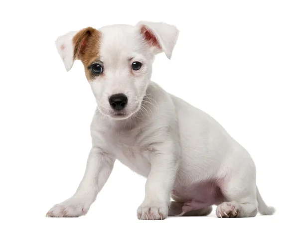 Jack Russell Terrier hvalp (2 måneder gammel) foran en hvid ba - Stock-foto