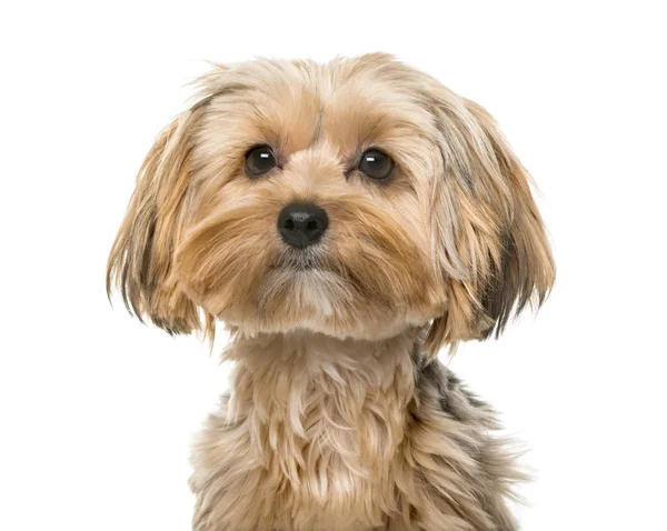 Yorkshire terrier in front of a white background — Stock Photo, Image