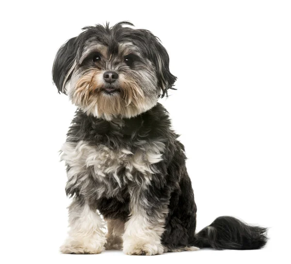 Crossbreed dog (3 years old) in front of a white background — Stok fotoğraf