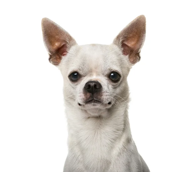 Κοντινό πλάνο ενός Chihuahua (2 ετών) — Φωτογραφία Αρχείου