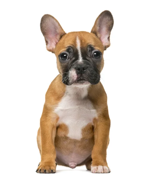 Bulldog francés cachorro en frente de fondo blanco —  Fotos de Stock