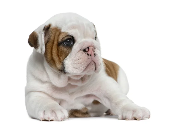 Inglês bulldog filhote de cachorro na frente de fundo branco — Fotografia de Stock