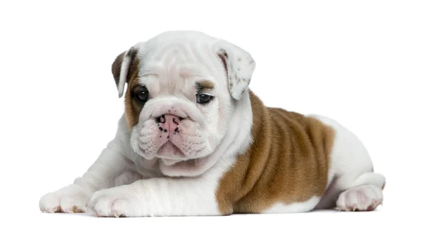Angol bulldog kiskutya előtt fehér háttér — Stock Fotó