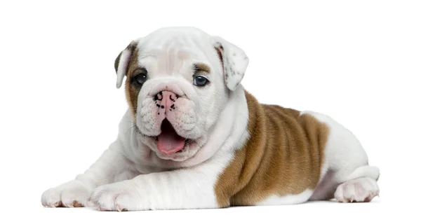 Inglês bulldog filhote de cachorro na frente de fundo branco — Fotografia de Stock