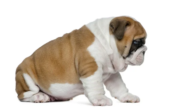 Inglese bulldog cucciolo di fronte a sfondo bianco — Foto Stock