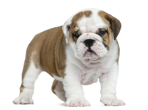 Inglês bulldog filhote de cachorro na frente de fundo branco — Fotografia de Stock