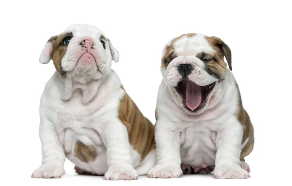 Inglês bulldog filhote de cachorro na frente de fundo branco — Fotografia de Stock