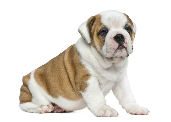 Inglés bulldog cachorro en frente de blanco fondo —  Fotos de Stock