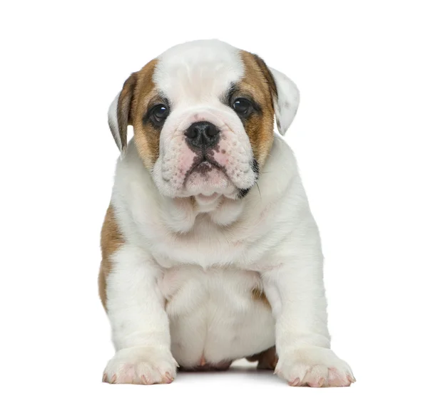 Inglese bulldog cucciolo di fronte a sfondo bianco — Foto Stock