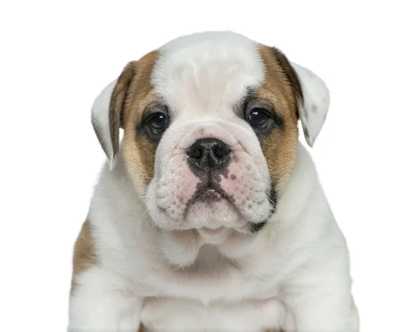 Engels bulldog puppy in de voorkant van witte achtergrond — Stockfoto