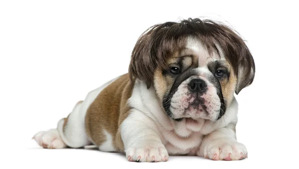 Engels bulldog pup dragen van een pruik voor witte achtergrond — Stockfoto