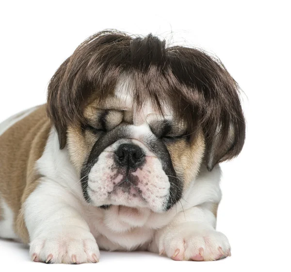 English bulldog puppy wearing a wig in front of white background — Stock Photo, Image