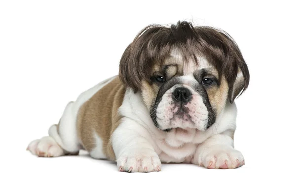 Inglés bulldog cachorro usando una peluca en frente de fondo blanco — Foto de Stock