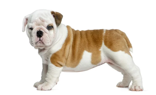 Angol bulldog kiskutya előtt fehér háttér — Stock Fotó
