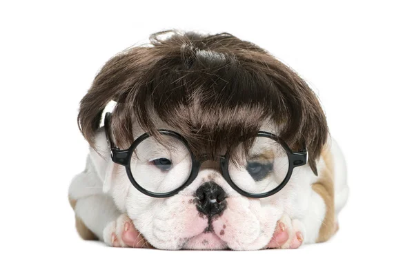 Englischer Bulldog-Welpe mit Perücke und Brille vor weißem Hintergrund — Stockfoto