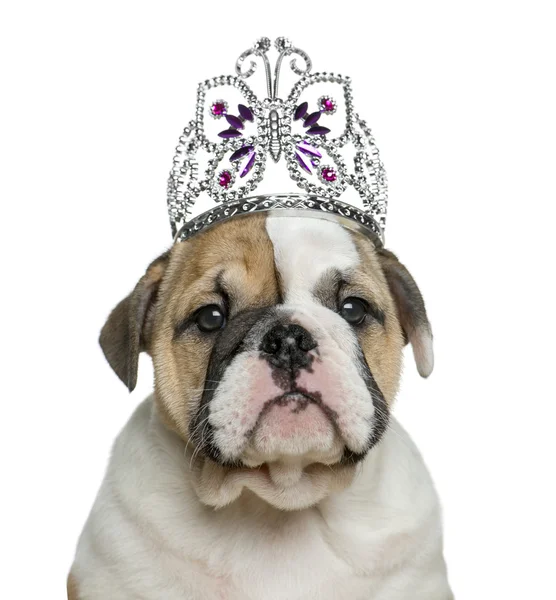 Cachorrinho bulldog Inglês vestindo um diadema na frente do backgro branco — Fotografia de Stock