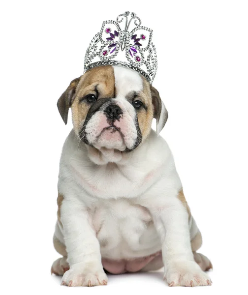 English bulldog puppy wearing a diadem in front of white backgro — Stock Photo, Image