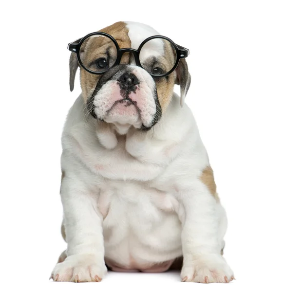 English bulldog puppy wearing glasses in front of white backgrou — Stok fotoğraf