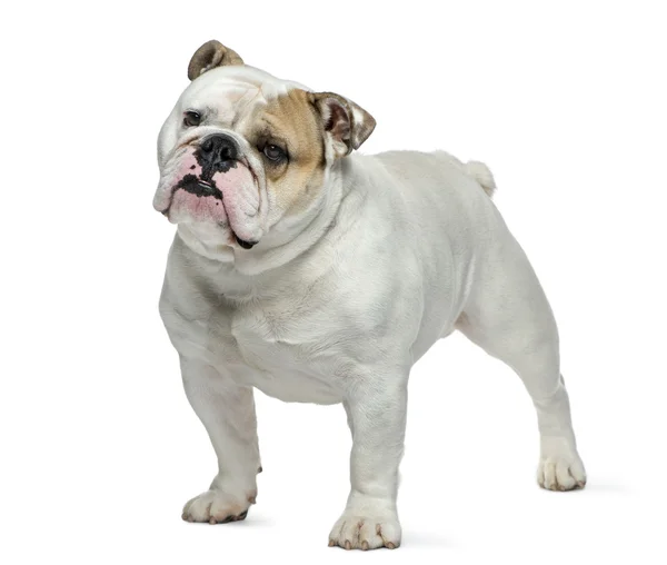 Engels bulldog in de voorkant van witte achtergrond — Stockfoto