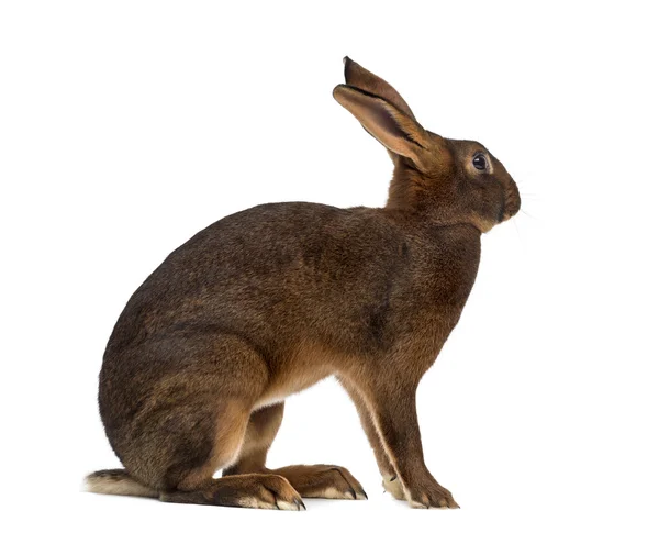 Belgisk Hare framför en vit bakgrund — Stockfoto