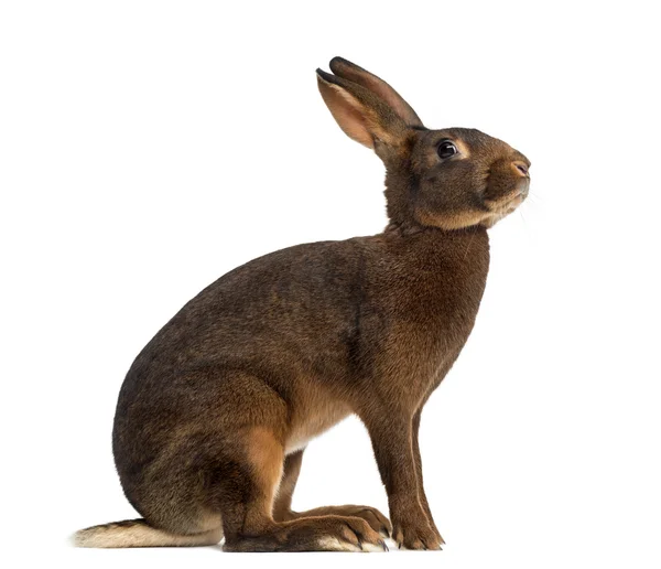 Belgisk Hare framför en vit bakgrund — Stockfoto