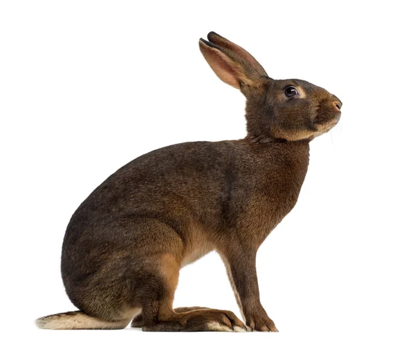 Belgisk Hare framför en vit bakgrund — Stockfoto