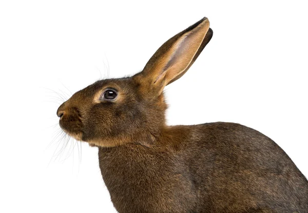 Belgisk Hare framför en vit bakgrund — Stockfoto