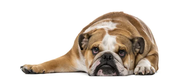 English Bulldog (1 year old) in front of a white background — Stock fotografie